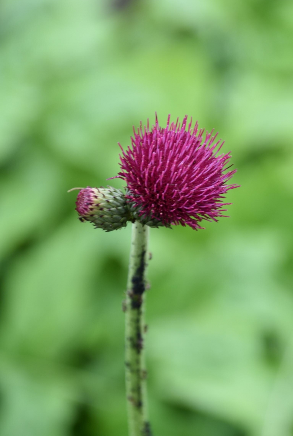 Distel - Planten - 