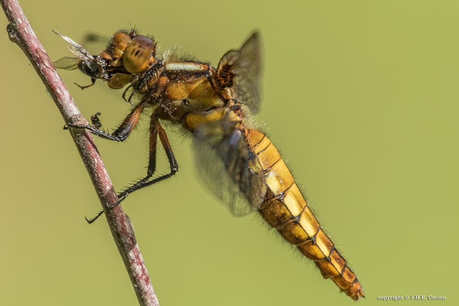 Dol op..... - Geleedpotigen - Platbuik