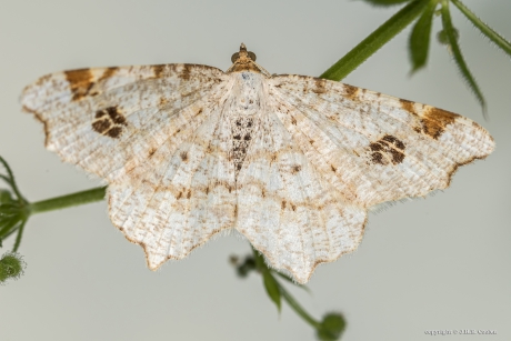 Donker klaverblaadje