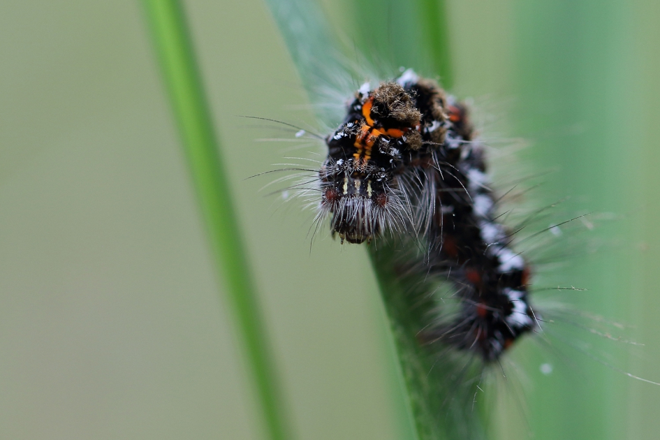 donsvlinder -met bretels- - Geleedpotigen - 