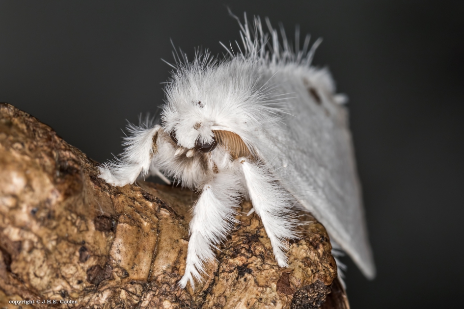 Donsvlinder - Geleedpotigen - Donsvlinder