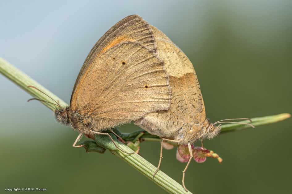Doorgaan.... - Geleedpotigen - Bruin zandoogje