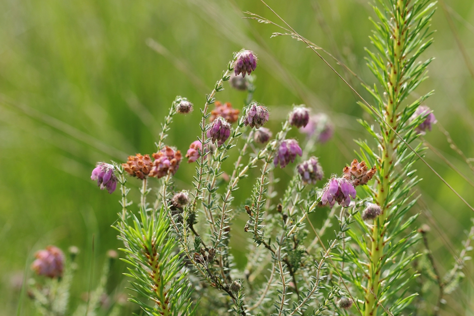 dopheide - Planten - 