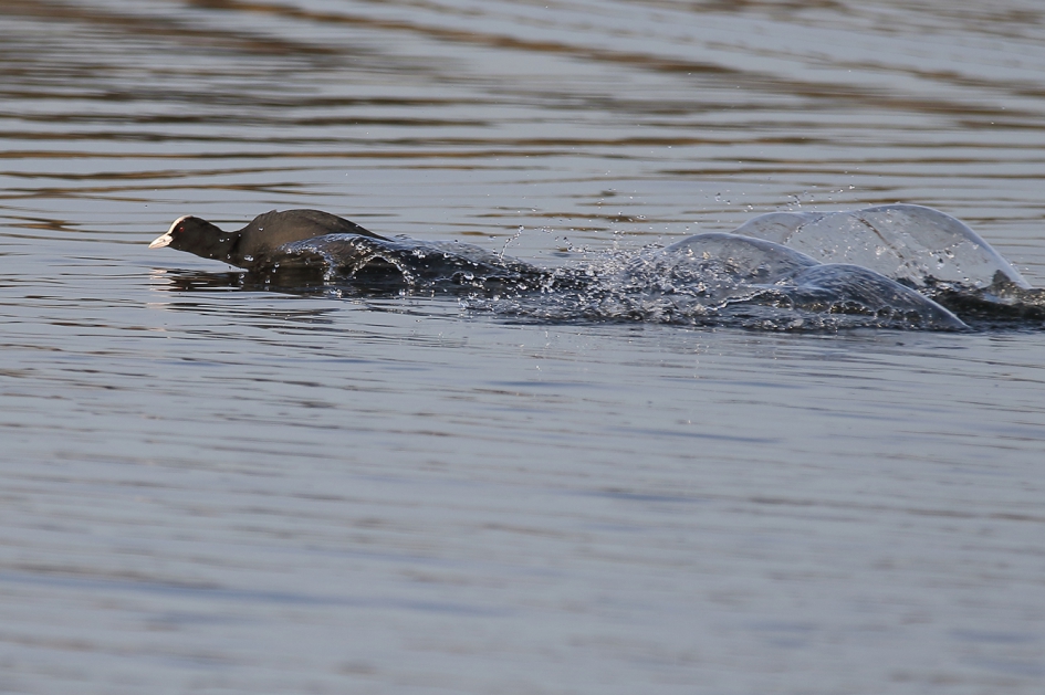 druktemaker - Vogels - 