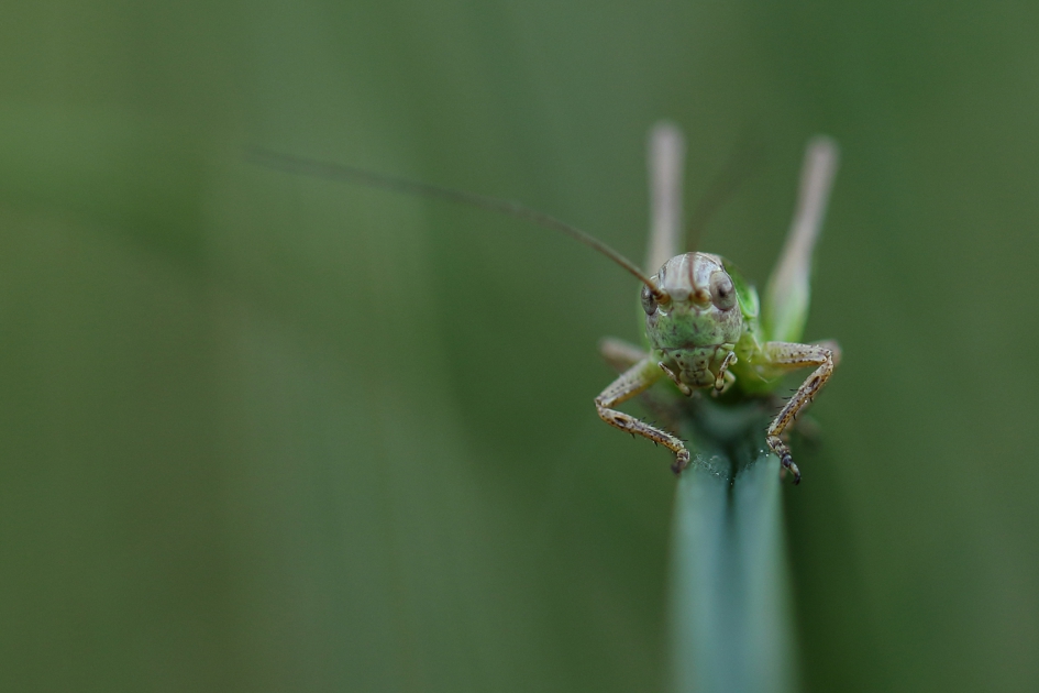 duinsabelsprinkhaan -nimf- - Geleedpotigen - 
