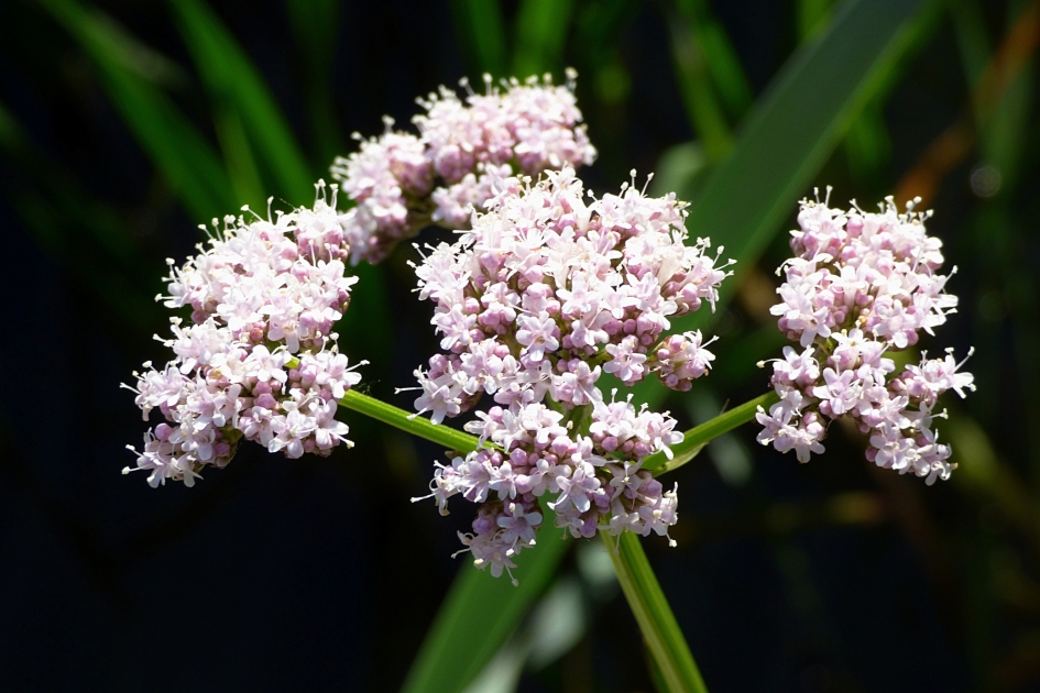 Echte Valeriaan - Planten - Echte Valeriaan