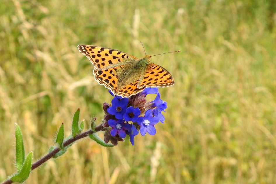 Een pareltje - Geleedpotigen - Kleine parelmoervlinder