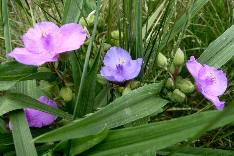 Eendagsbloem - Planten - 