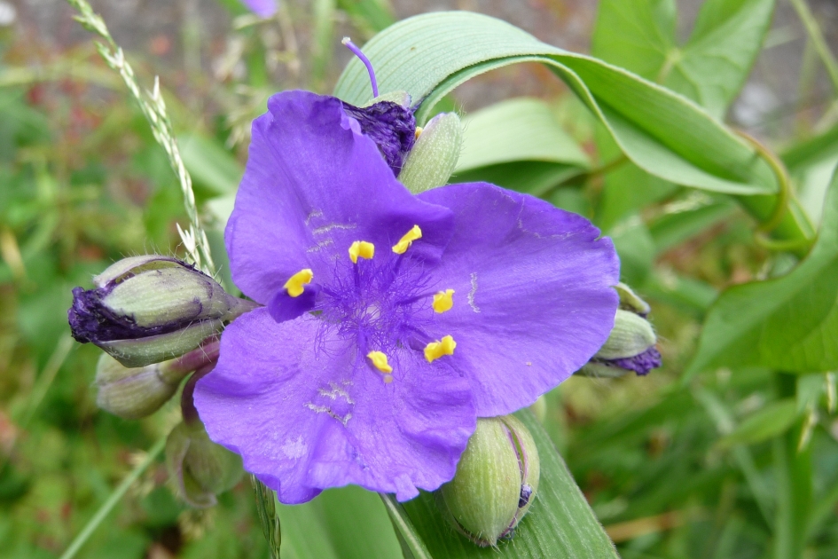 Eendagsbloem - Planten - 