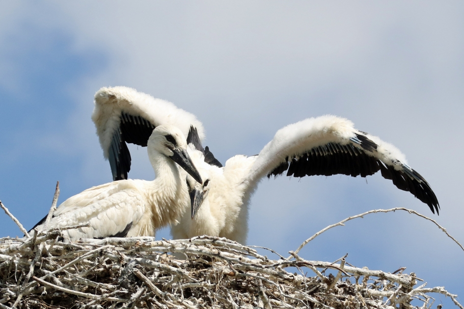 Eerste vliegoefening - Vogels - 