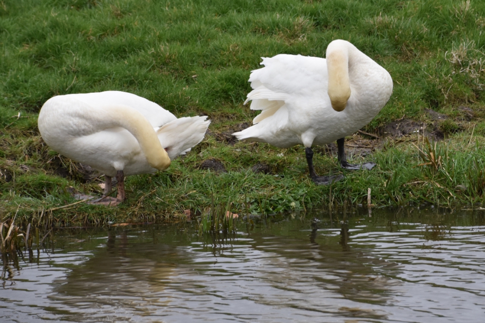 Even poetsen - Vogels - 