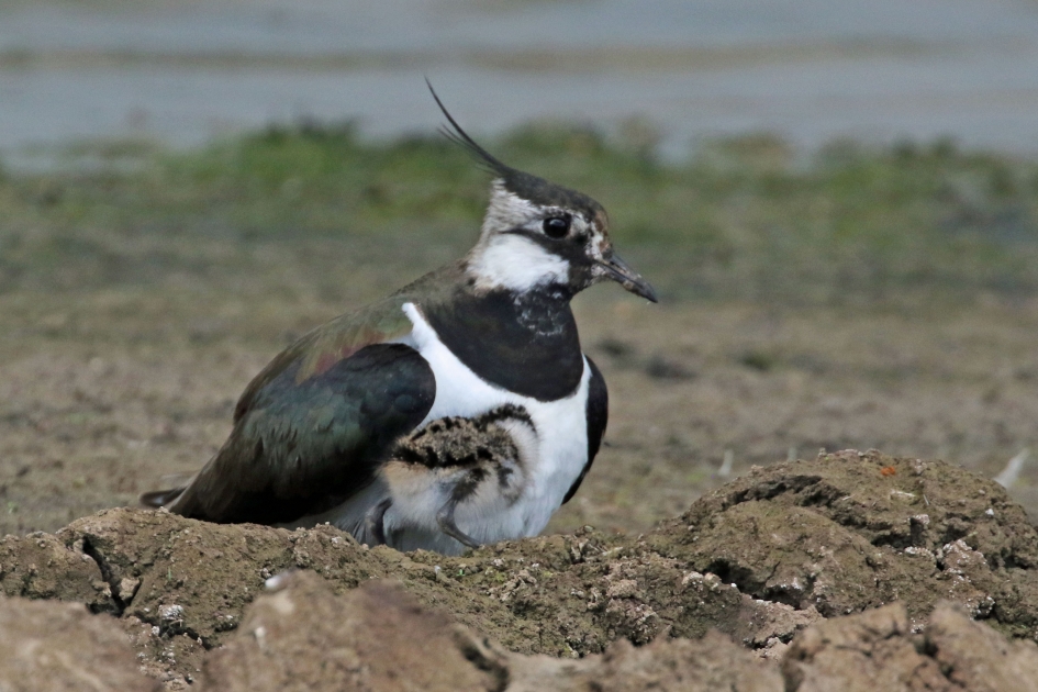 Even schuilen - Vogels - 