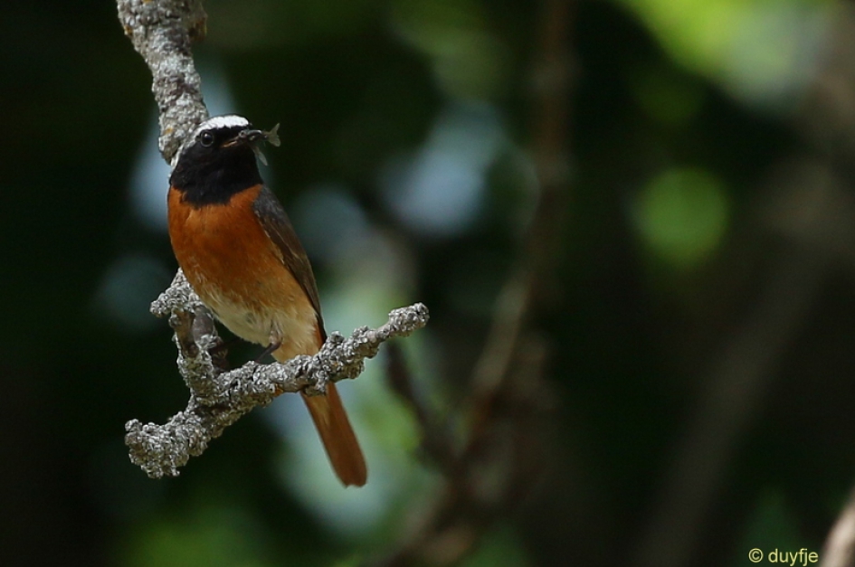 even snacken - Vogels - Gekraagde Roodstaart
