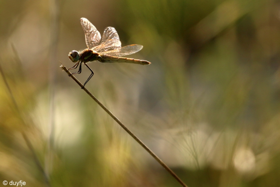fierljeppen - Geleedpotigen - ?