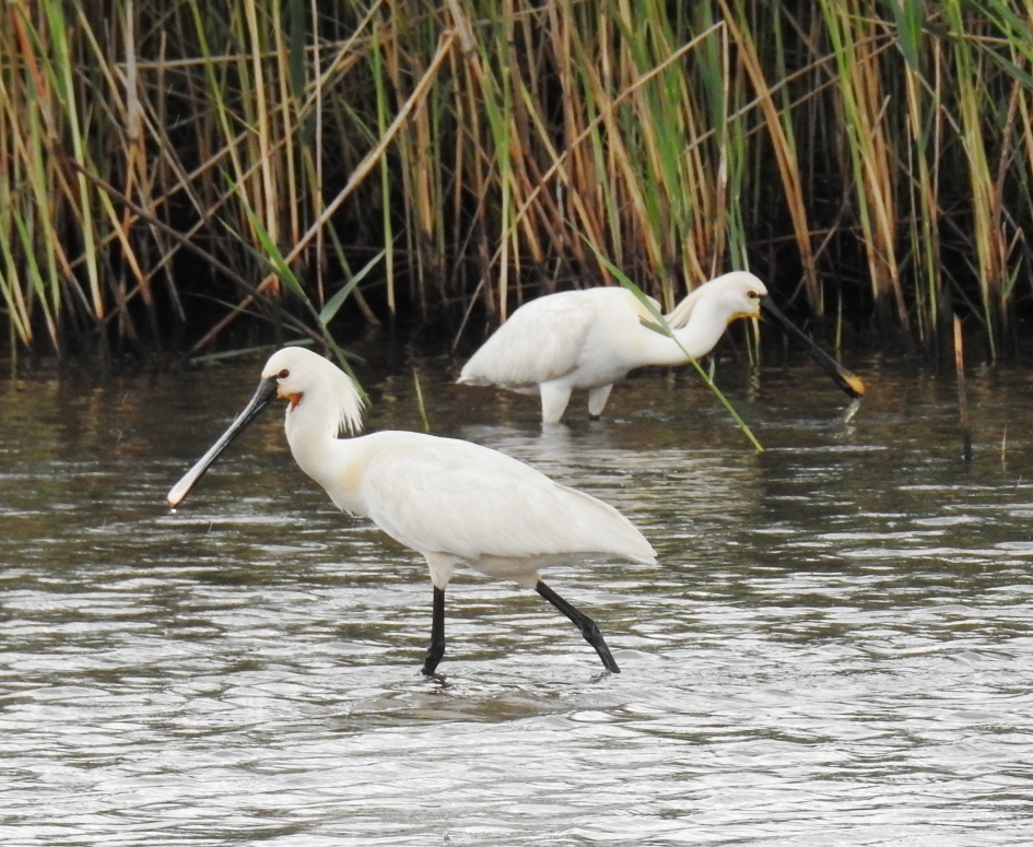 Foeragerende lepelaars - Vogels - Lepelaar