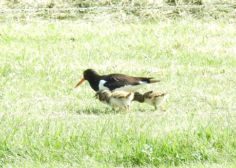 Foeragerende scholekster met kuikens.