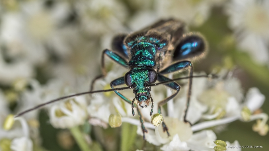 Fraaie schijnboktor - Geleedpotigen - Fraaie schijnboktor