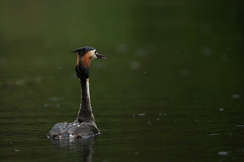 Fuut - Vogels - 