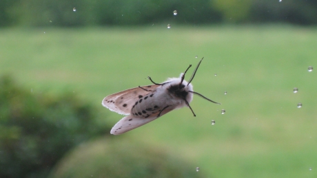 Gardensafari Witte Tijger
