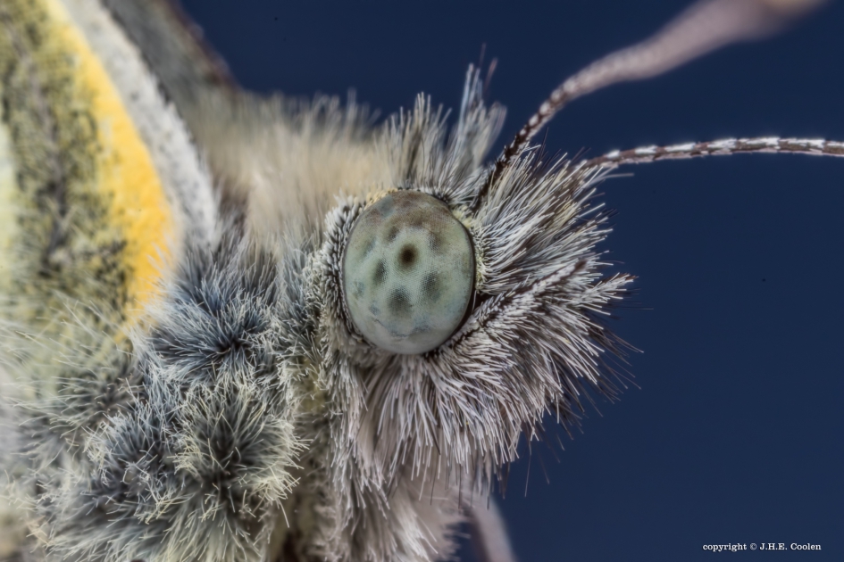Geaderd witje - Geleedpotigen - Geaderd witje