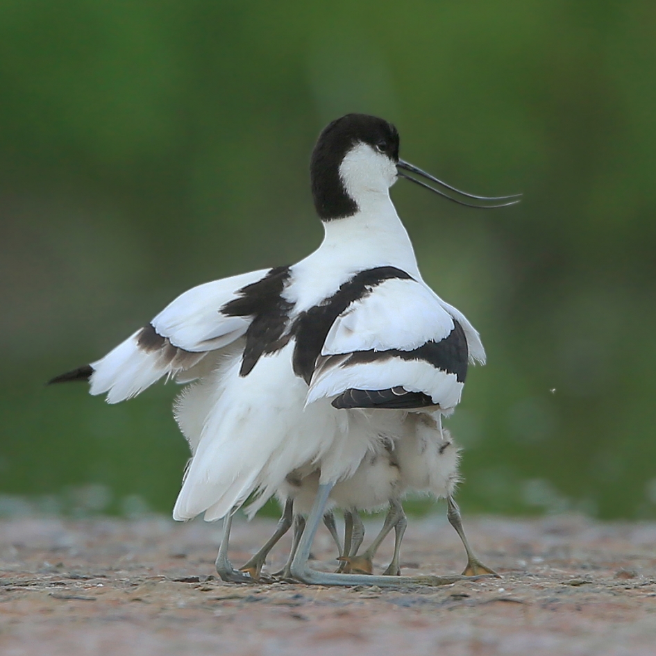 Geborgenheid - Vogels - Kluut