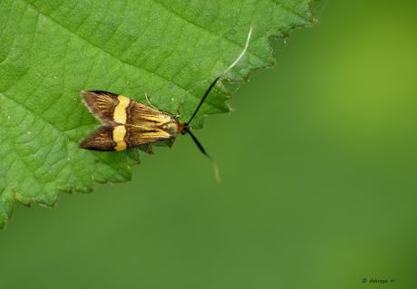 Geelbandlangsprietmot