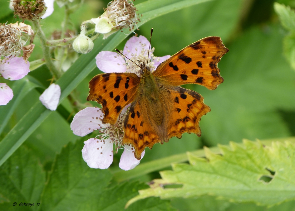 Gehakkelde aurelia - Geleedpotigen - 