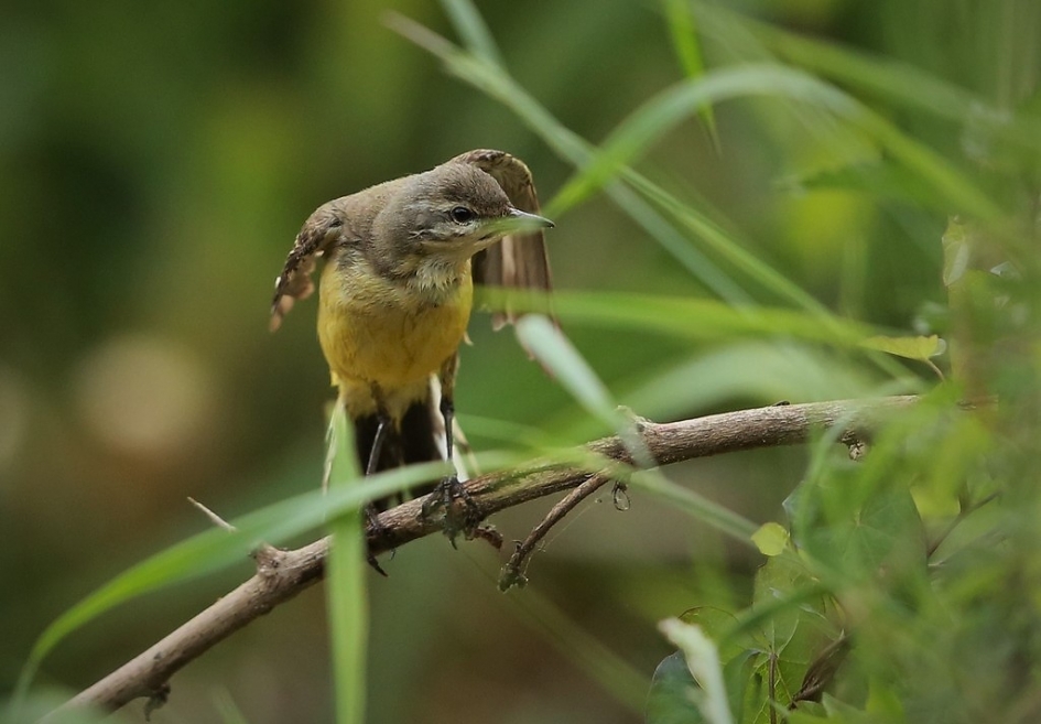 Gele Kwikstaart - Vogels - 