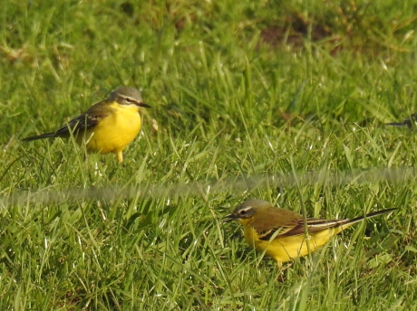 Gele kwikstaartjes in het gras