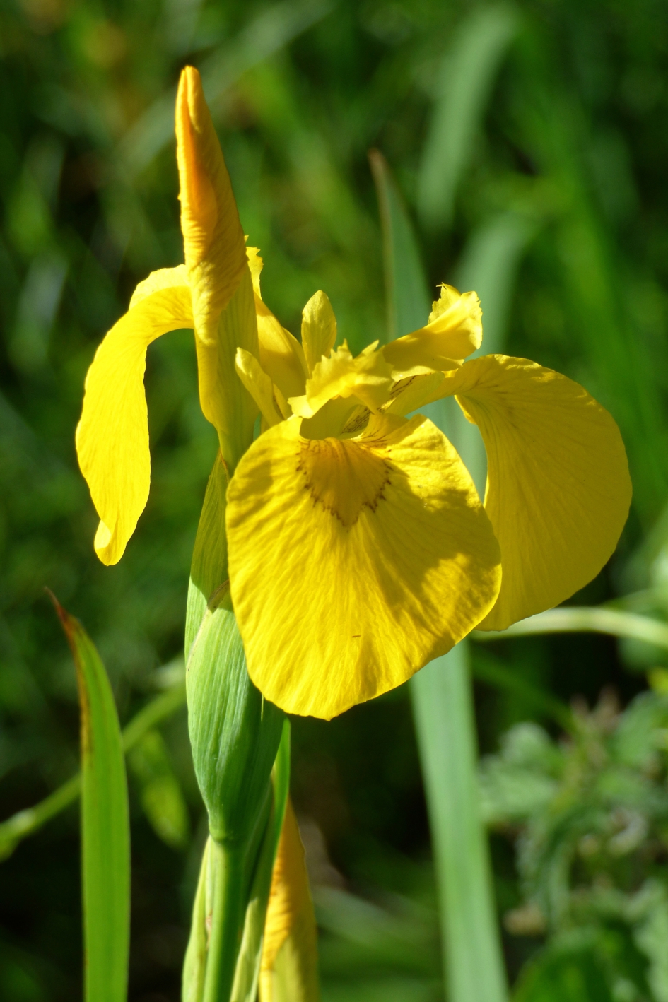 Gele Lis - Planten - Gele lis