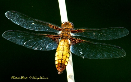 Gele Platbuik Libelle