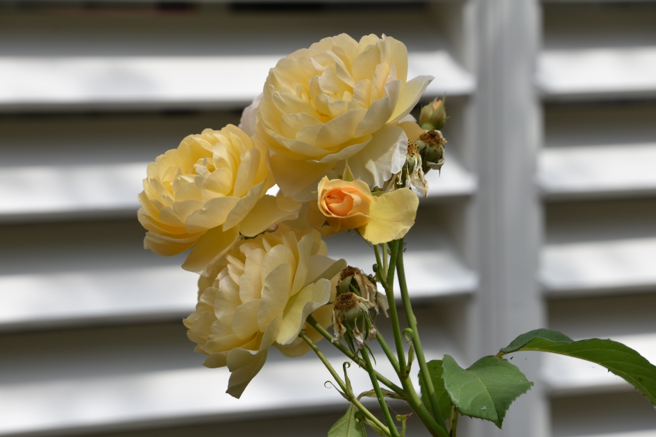 Gele rozen - Planten - 