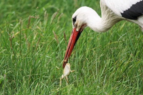 Genadeloos slaat hij toe
