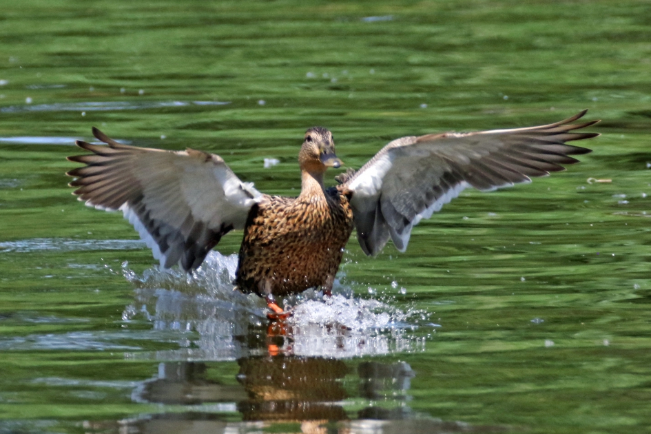 Geslaagde landing - Vogels - Wilde eend