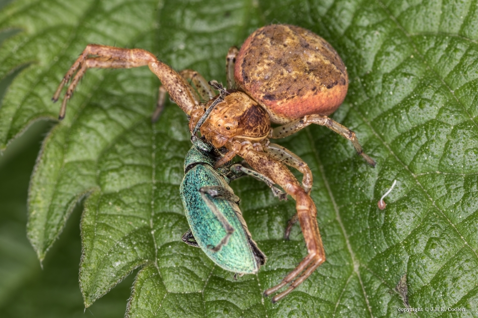 Geveld - Geleedpotigen - Krabspin