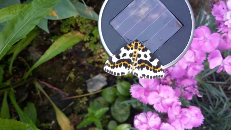 Gevonden inonze tuin