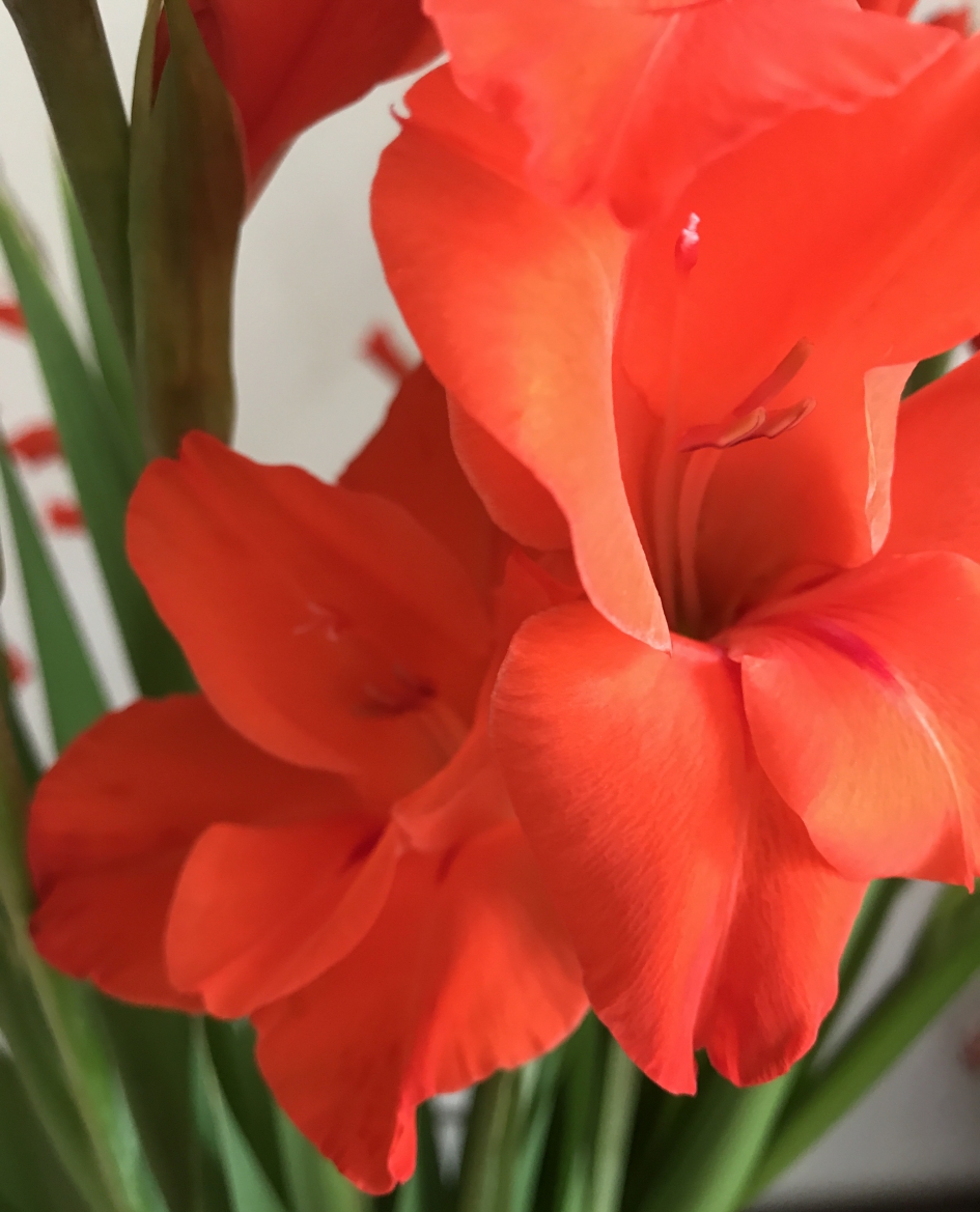 Gladiolen - Planten - 