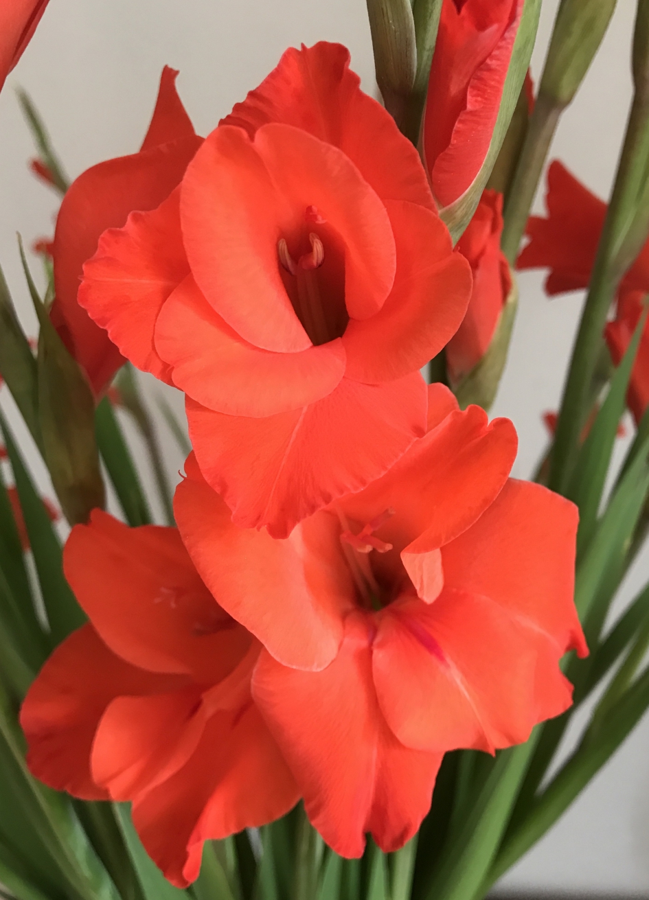 Gladiolen - Planten - 