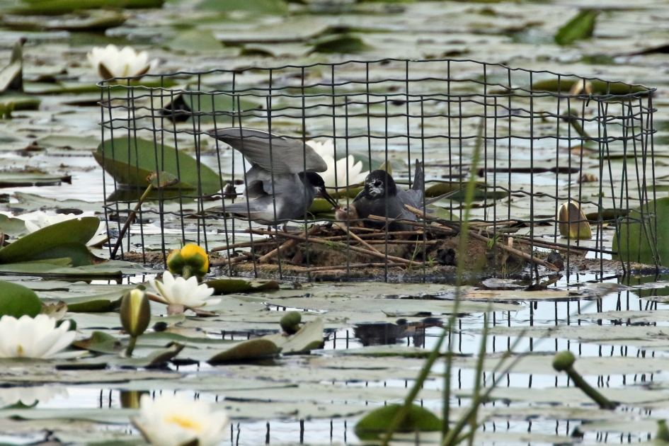 Goede nestbescherming - Vogels - 