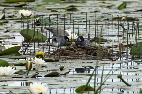 Goede nestbescherming