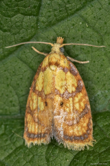 Gouden boogbladroller