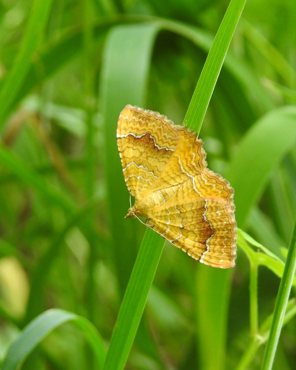 Gouden vleugels - Geleedpotigen - Gestreepte goudspanner