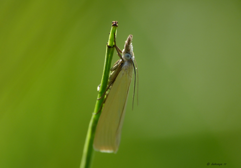 Grasmot - Geleedpotigen - 
