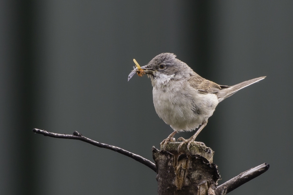 Grasmus - Vogels - Grasmus