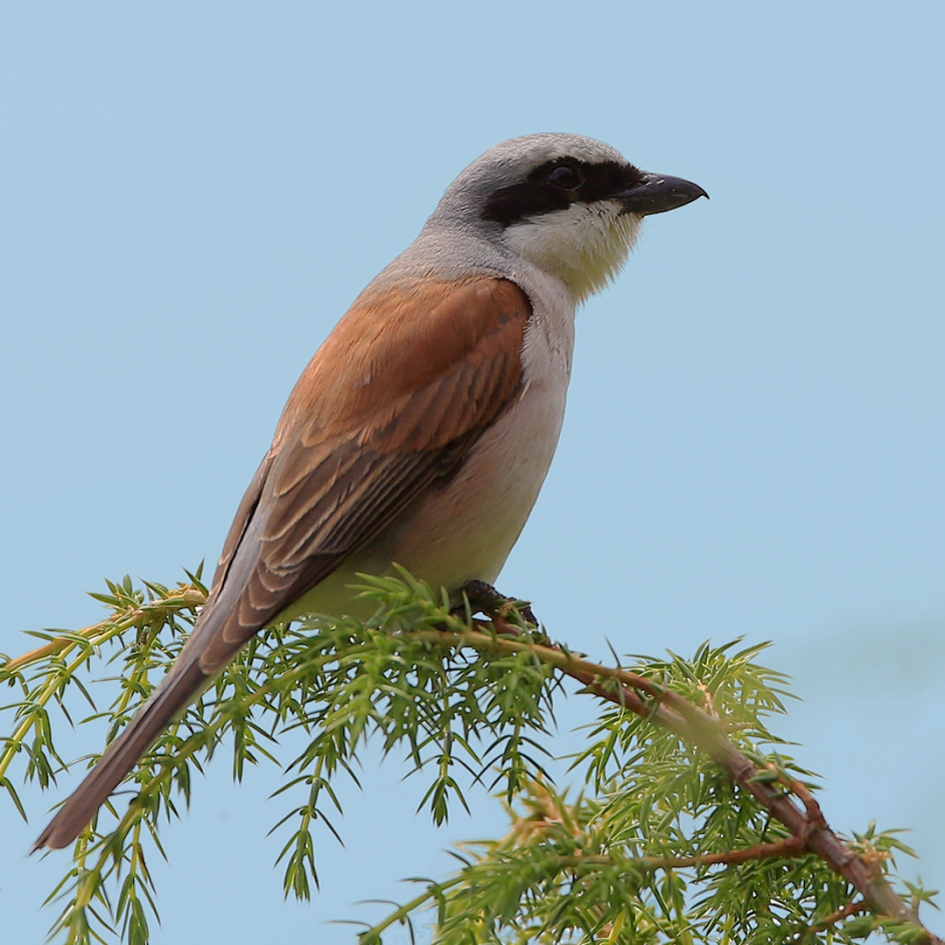 Grauwe Klauwier - Vogels - Grauwe Klauwier