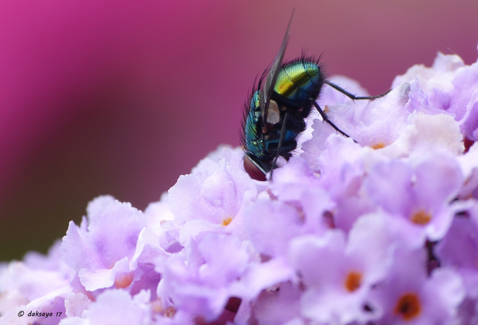 Groene keizersvlieg - Geleedpotigen - Groene keizersvlieg