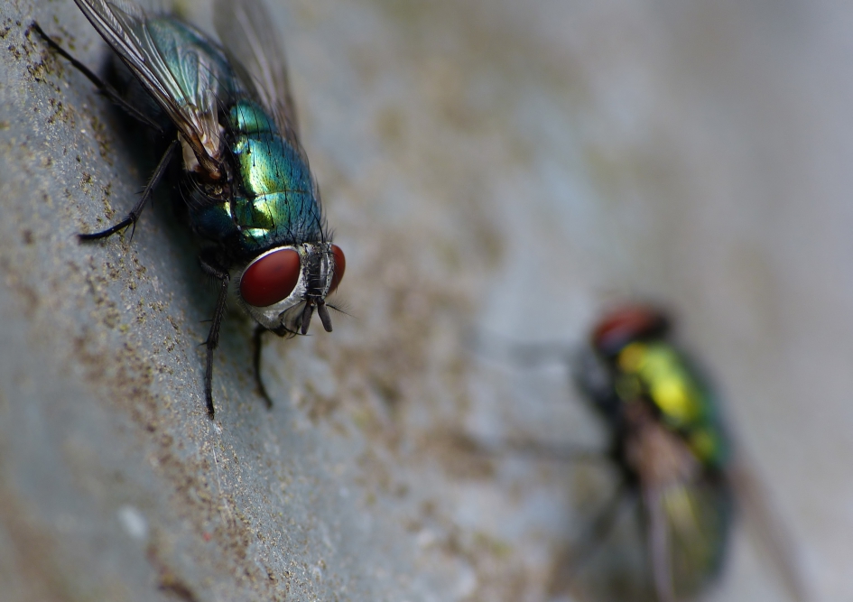 Groene keizersvliegen - Geleedpotigen - 