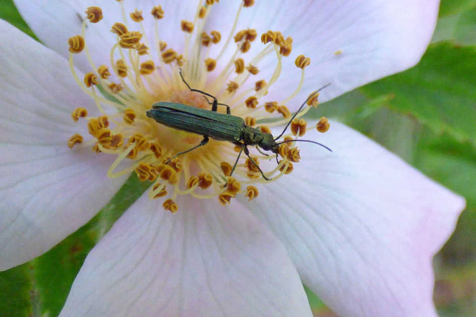 groene Schijnboktor - Geleedpotigen - groene Schijnbokter