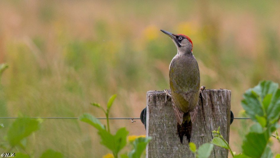 groene specht - Vogels - groene specht