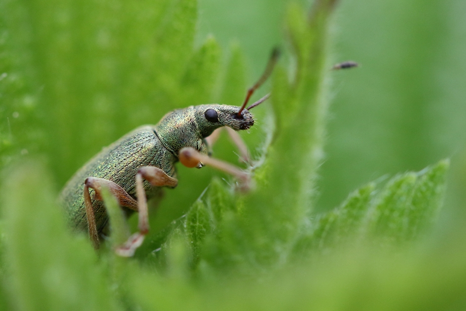 groene struiksnuitkever - Geleedpotigen - 